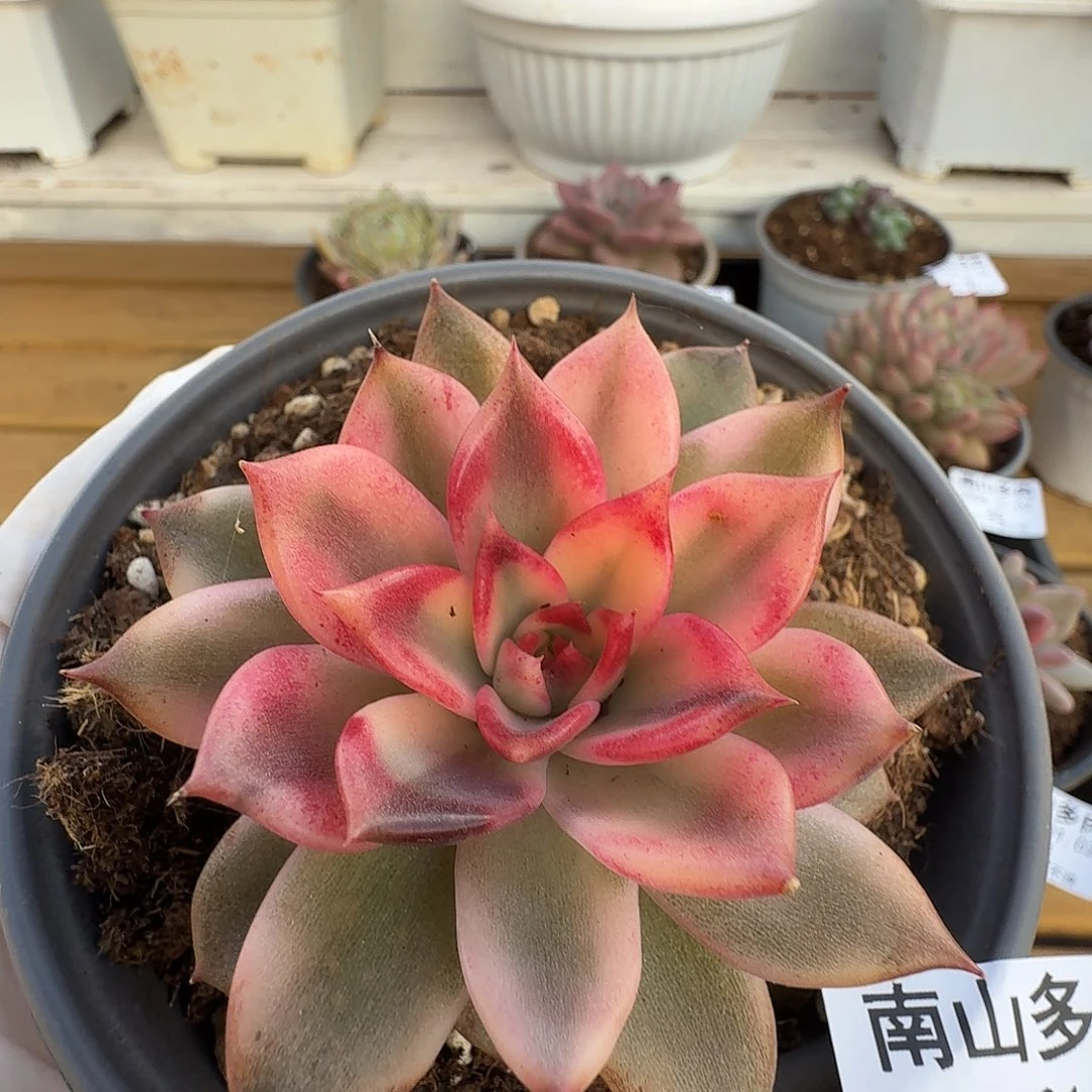 火焰山锦1111102-47