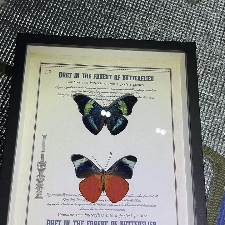 炬蛱蝶蝴蝶标本专拍