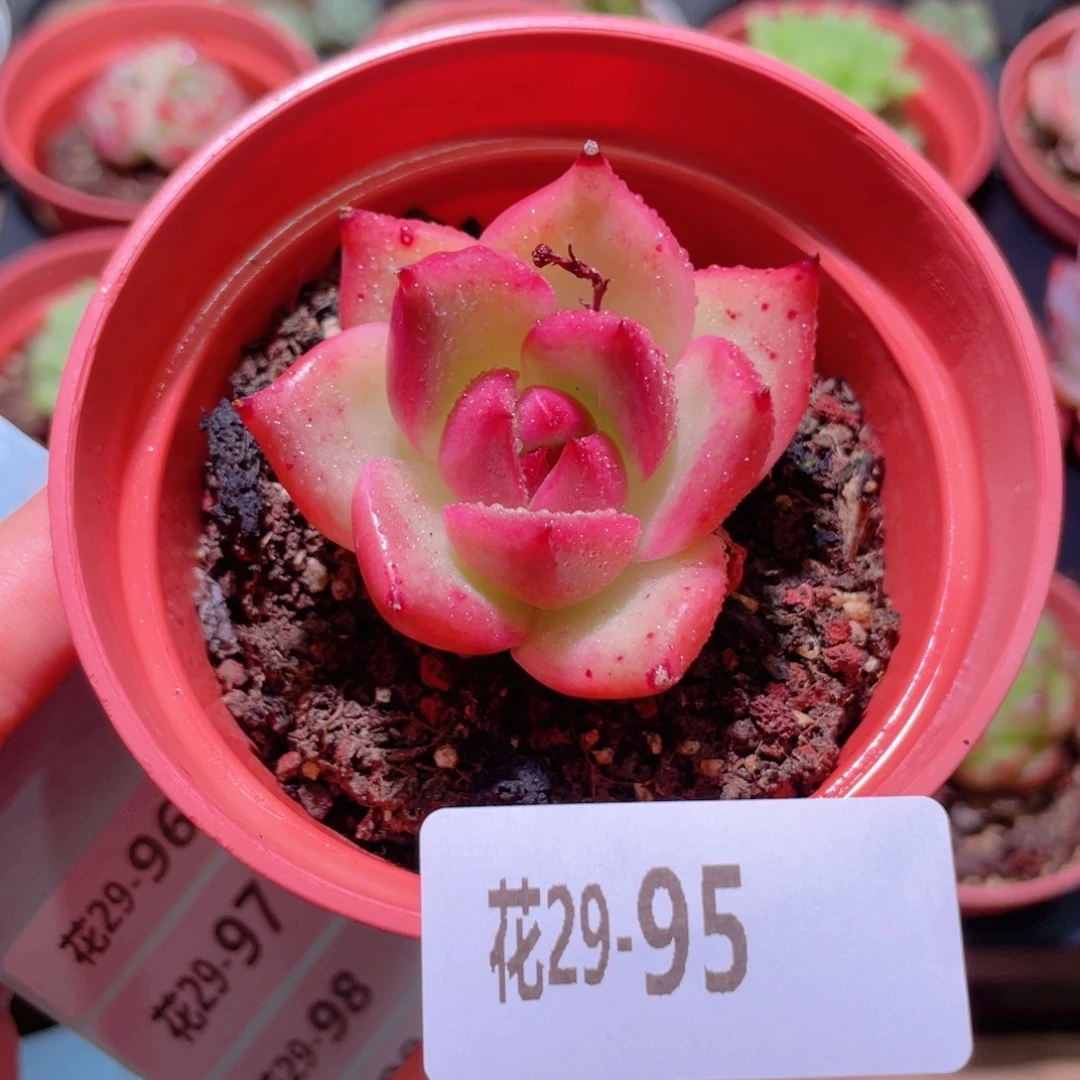 花利美29-95红颜密语