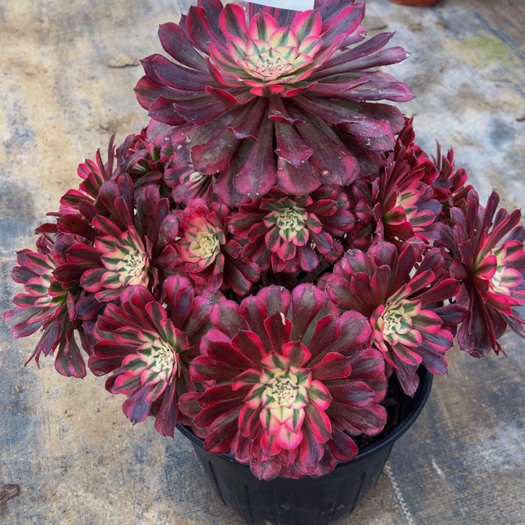 千****无花朵红铜超白977