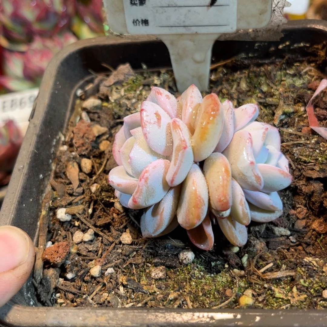 奶茶多肉植物881号