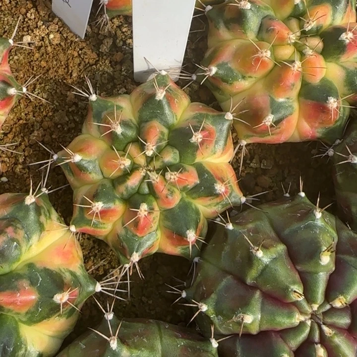 88-0118火箭泰国发货多肉