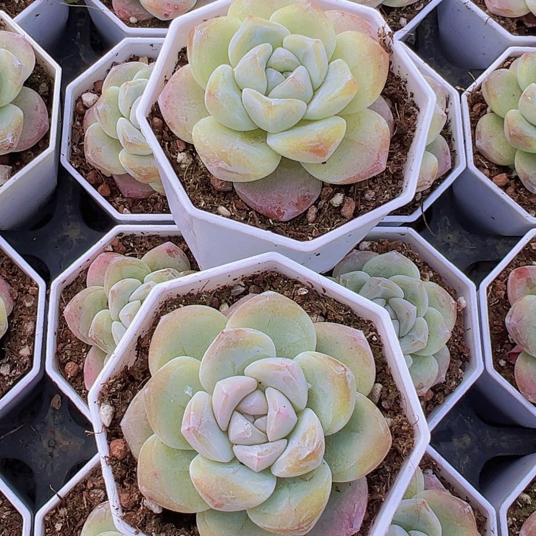 钻石冰玉2颗19包邮多肉