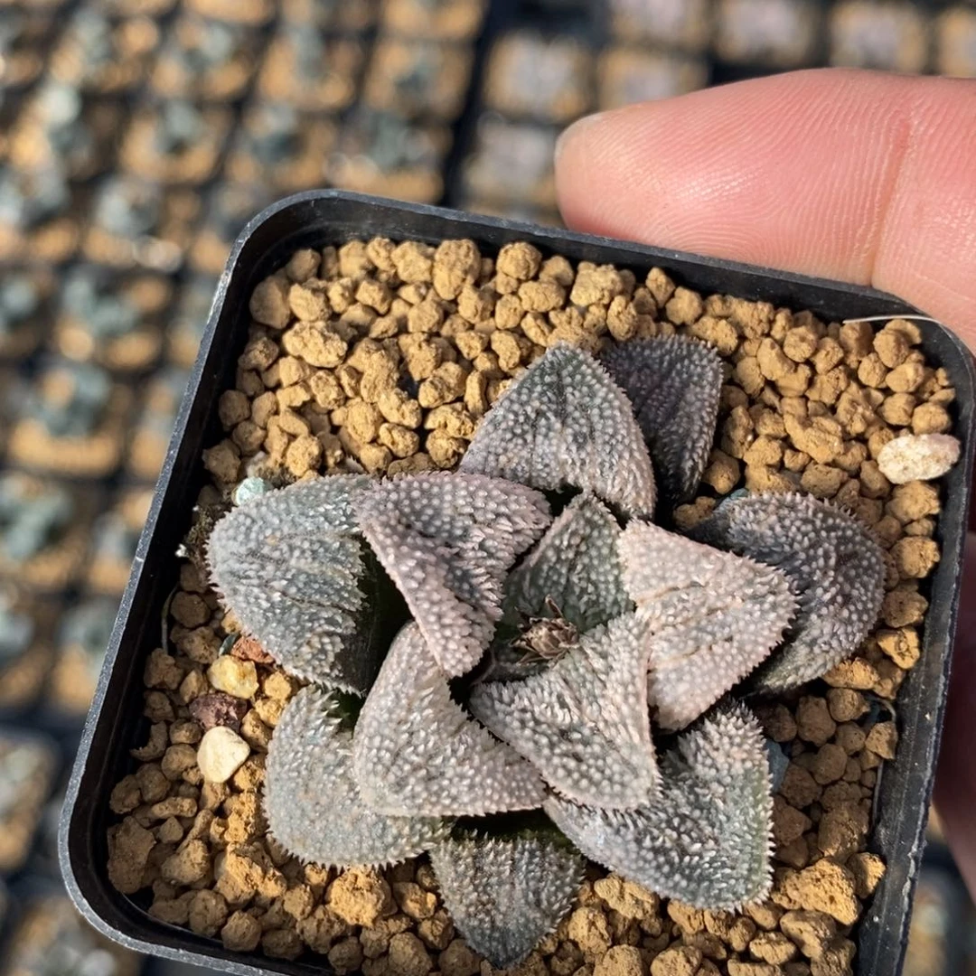 1821 一颗粉雪磨面 超级福利