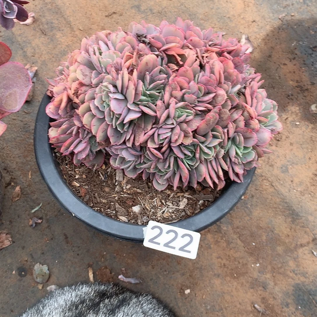 222凤克缀一物一拍多肉