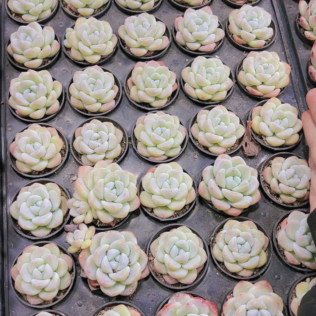 奶冰2盆带盆带土19包邮