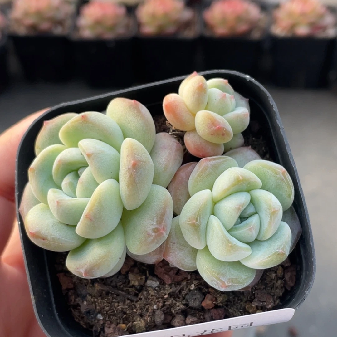 878号糖心冰心珍妮