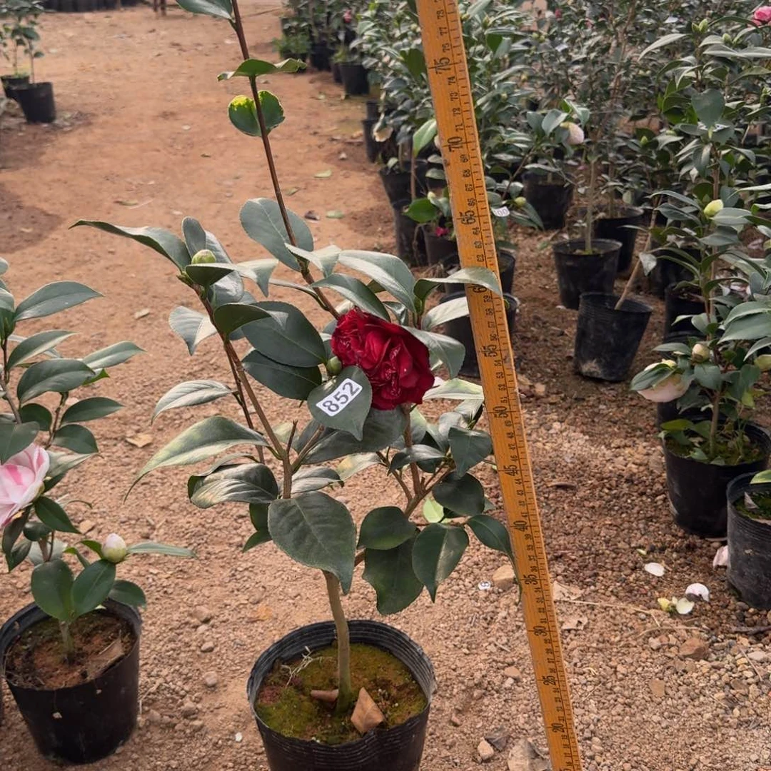 少量花朵（建议范围：2朵-5朵 或40%以下）852云斑大元帅