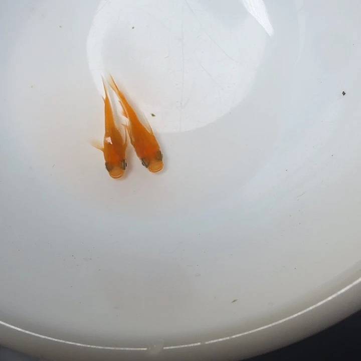 青鳉鱼42号拍品初恋