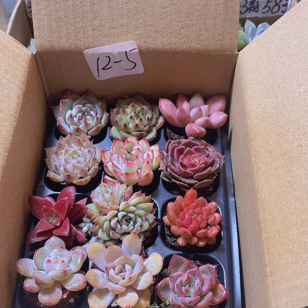 【闪购商品】12颗-5