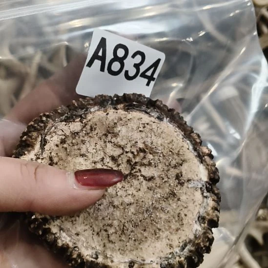 王***昱鹿角角鹿鹿角鹿角鹿角鹿角