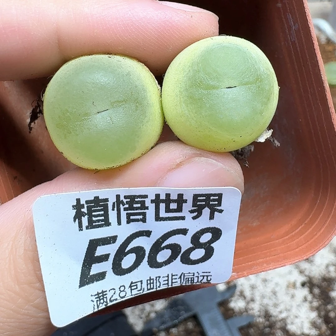 多肉植物的人生fghnn