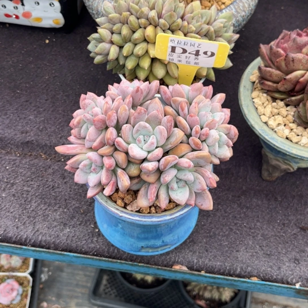 兮*多肉植物11111111