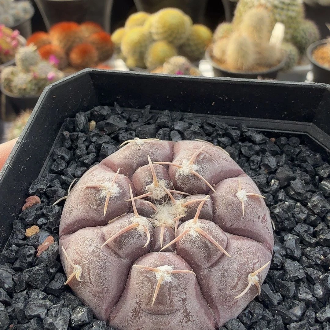 实生铅皮脱土发货