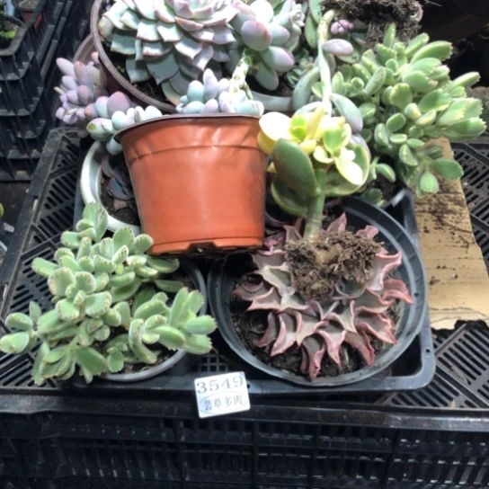 框拍，3549，微瑕，介意慎拍