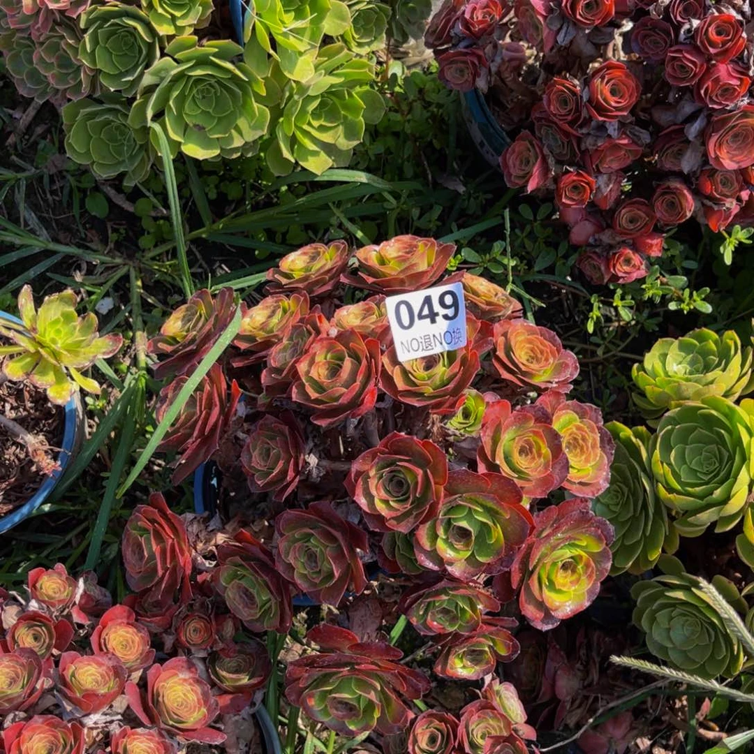 魅金玫瑰法师5-外