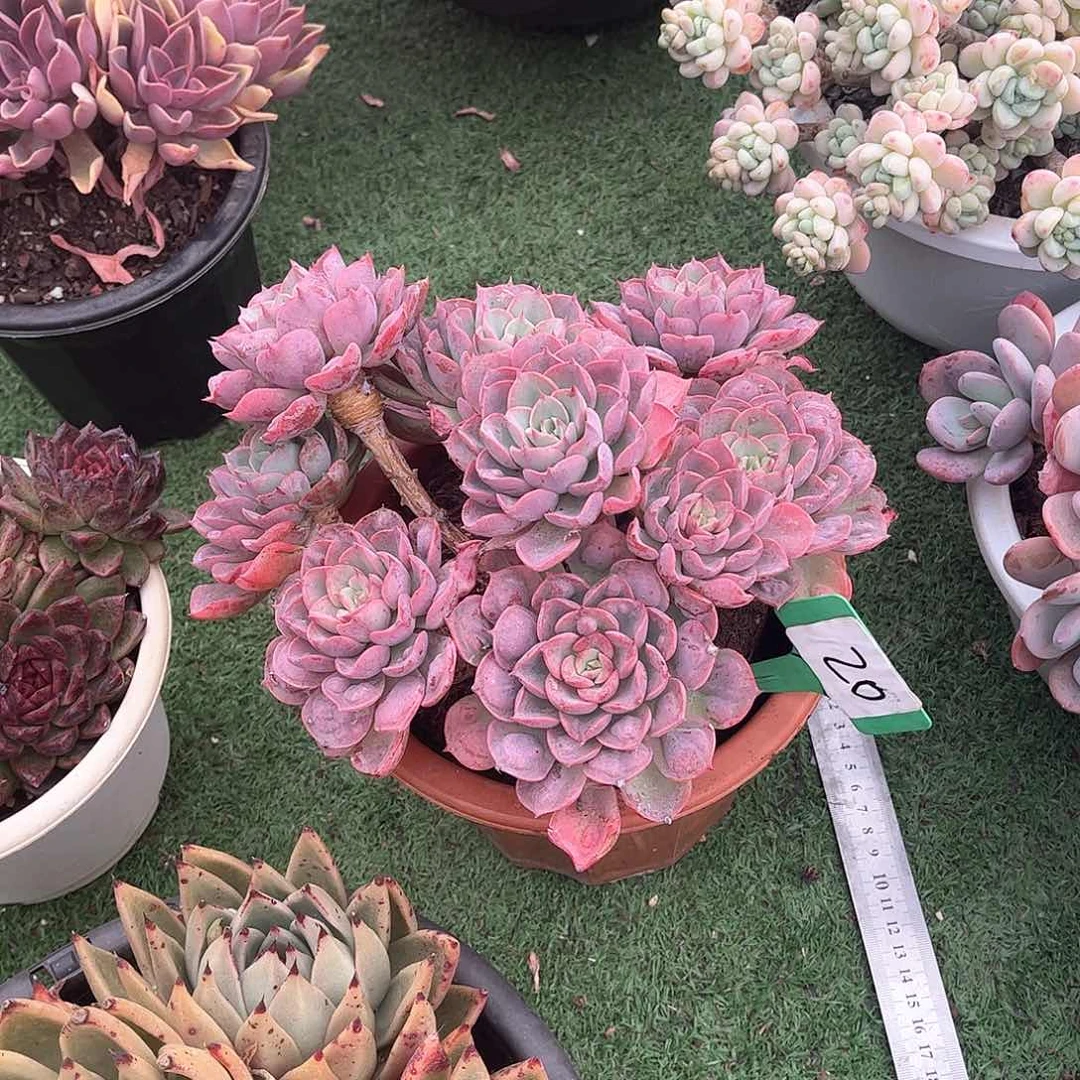 ?****雨滴多肉植物保护20