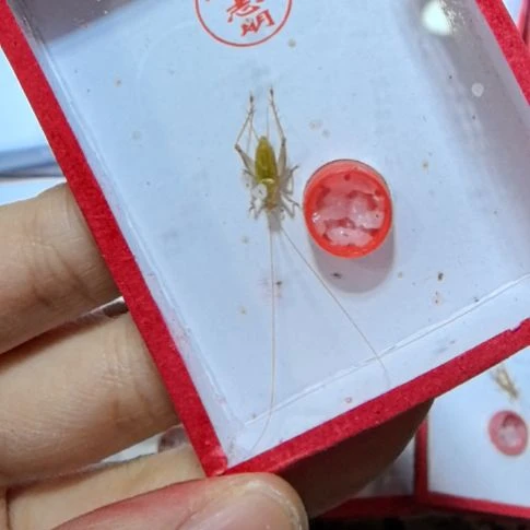 石志明大黄蛉一条全品