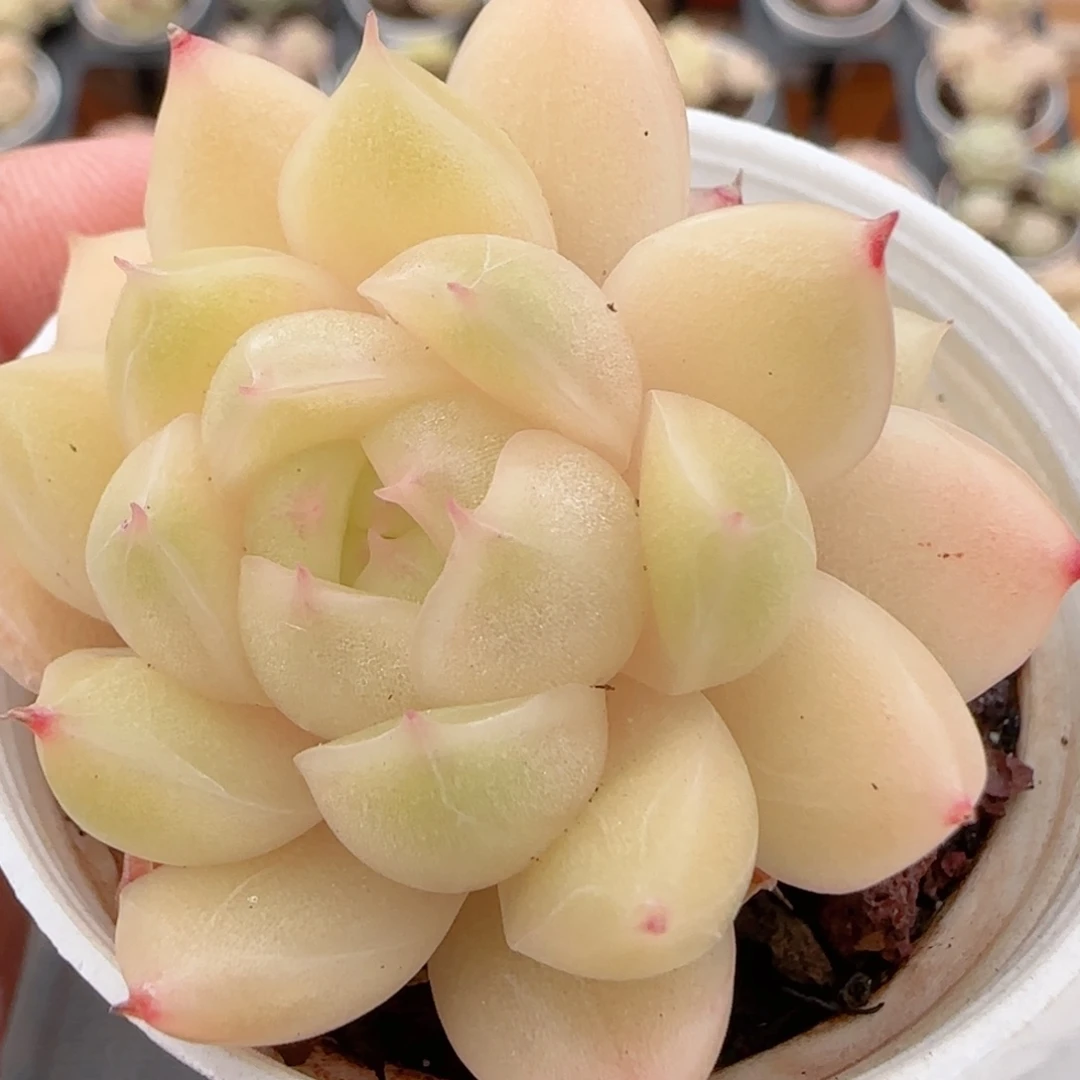 花语多肉1223-249散