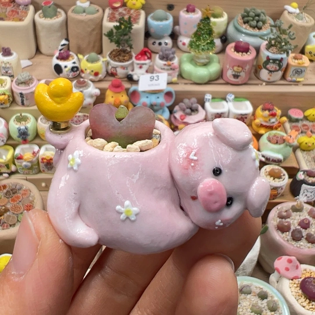 多肉植物109号元宝猪