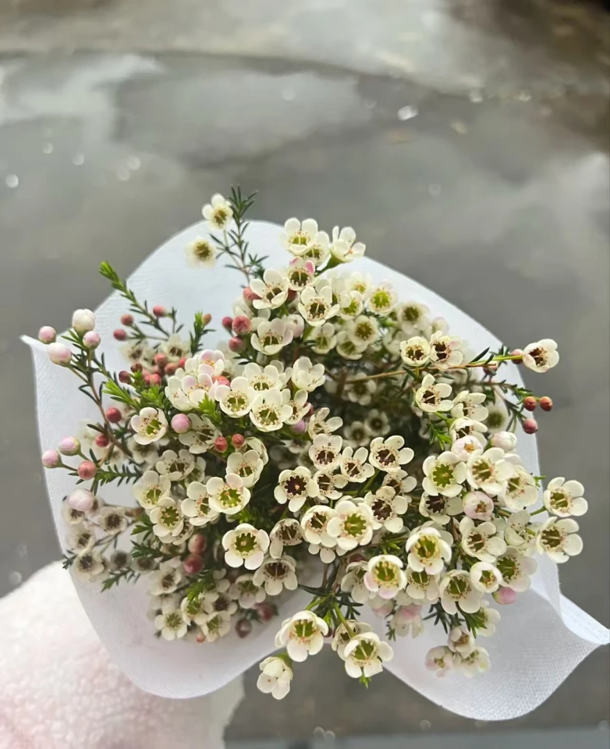 【源头一手价】A级澳洲进口白色腊梅一大把 批发花店摆地摊基地直发