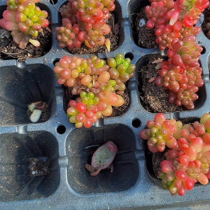 小浆果1元带糖果