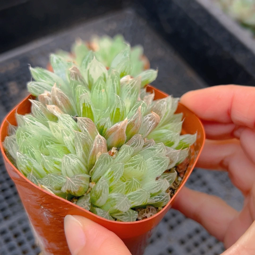 白斑玉露多头玉露一颗