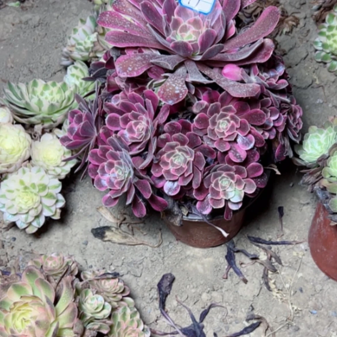 【闪购商品】多肉植物凤冠17