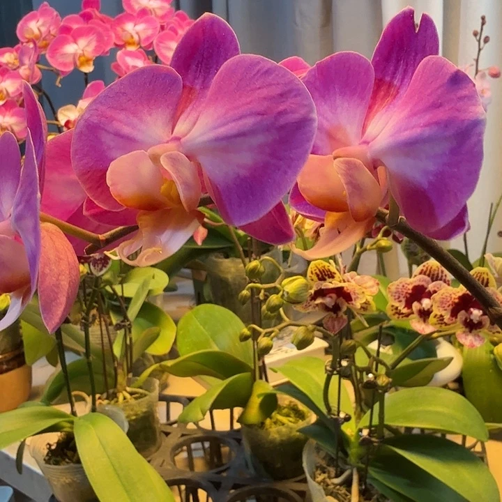 大部分开放少量花苞1