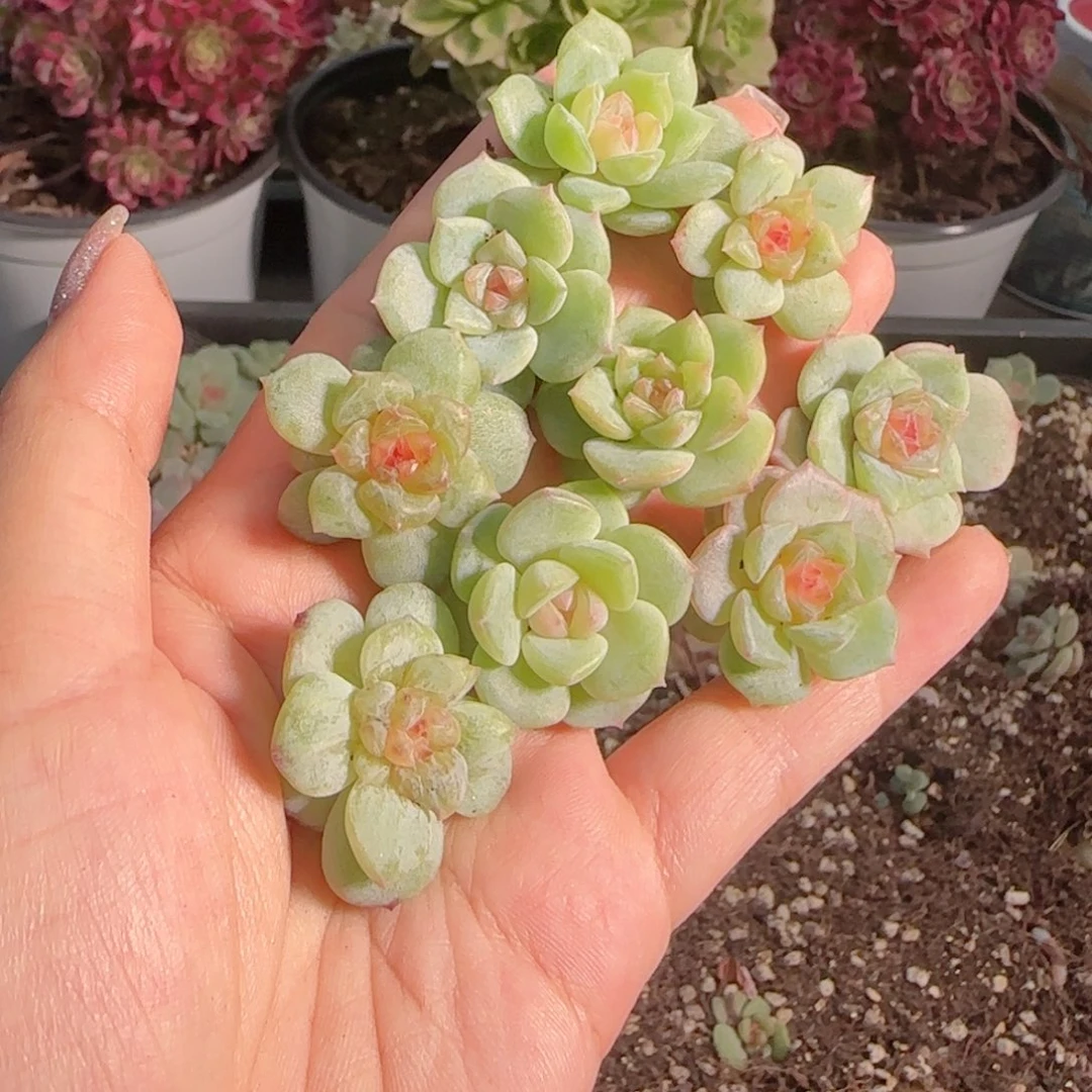 0617---21糖心珍妮