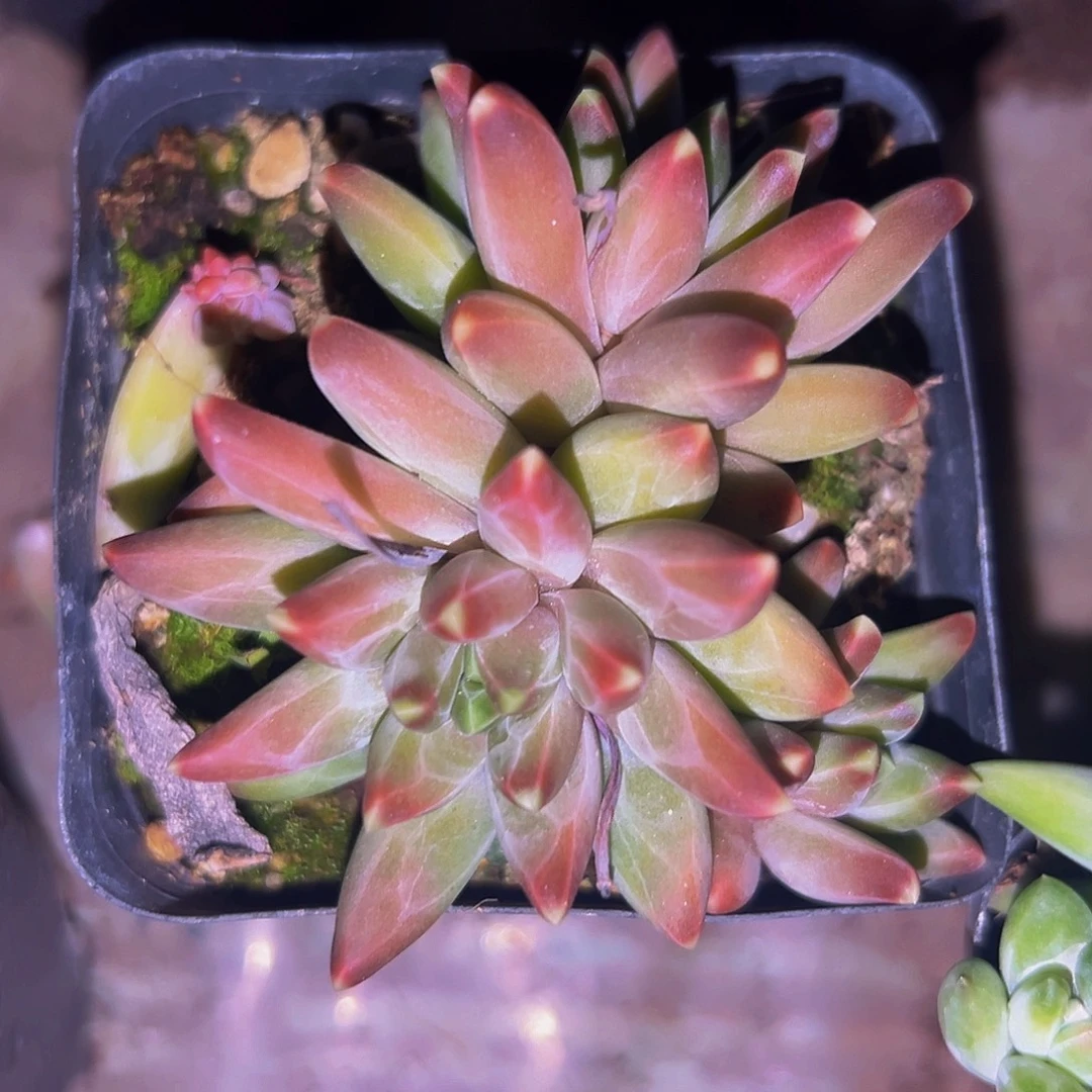 桔云多肉美人精品系列