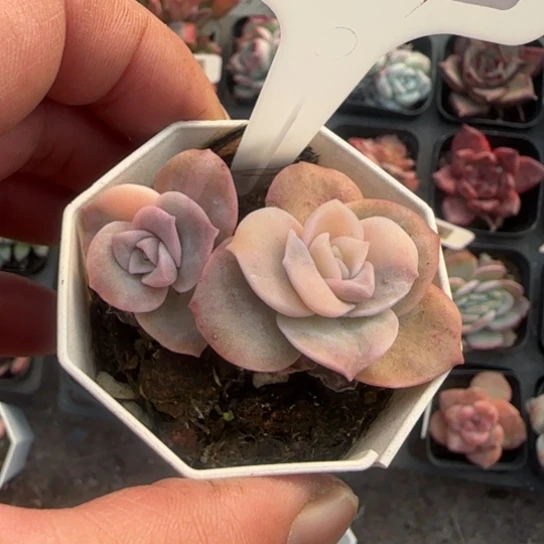 369可爱玫瑰锦多肉