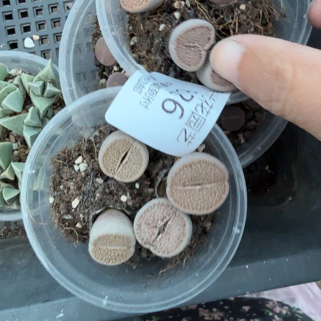 胡***.这个点睡一回是为了626好