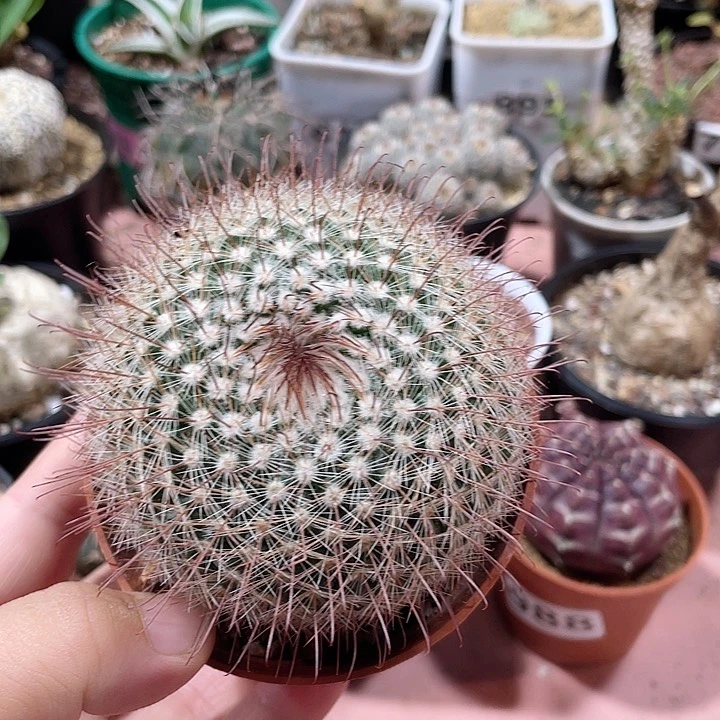 012大单头绯秀玉，