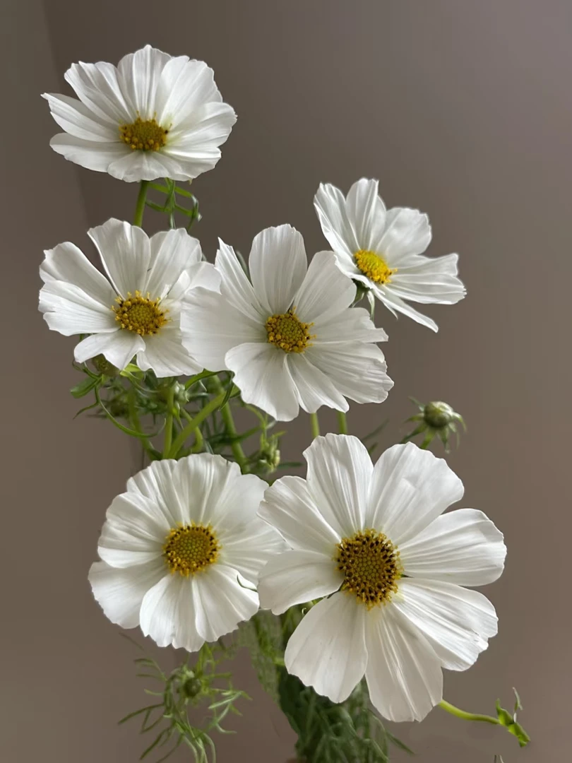 【源头一手价】白色格桑花一把  云南  基地  鲜花   水养  家养