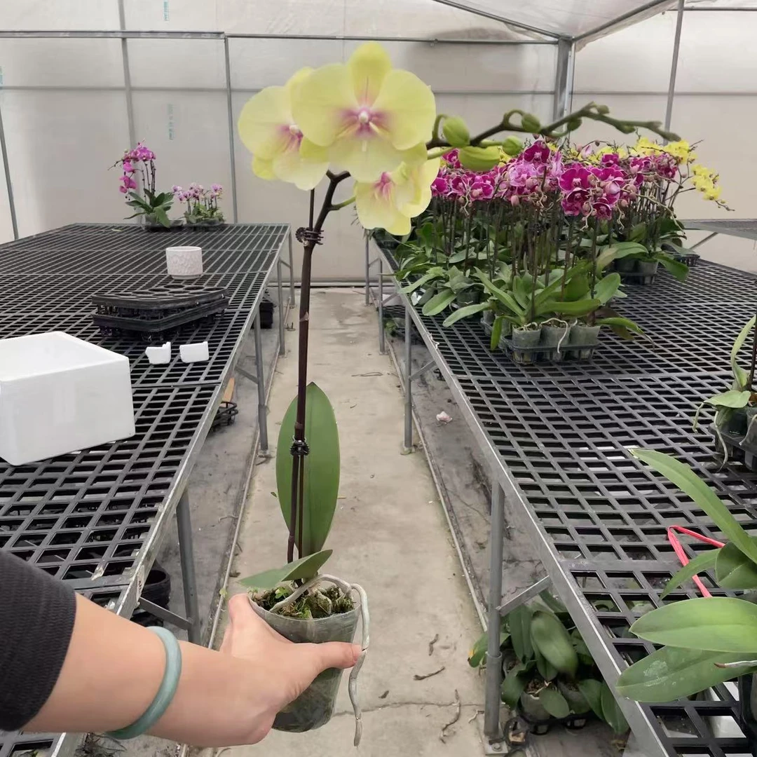 《青柠檬》精品蝴蝶兰  轻奢高级 室内花花