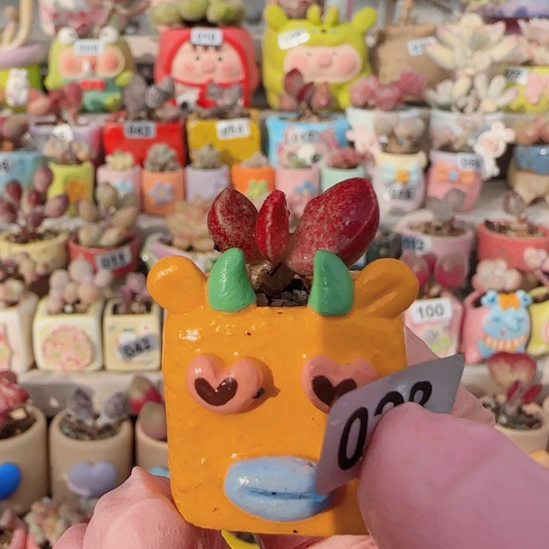 厚叶红书提 盆口2.5cm