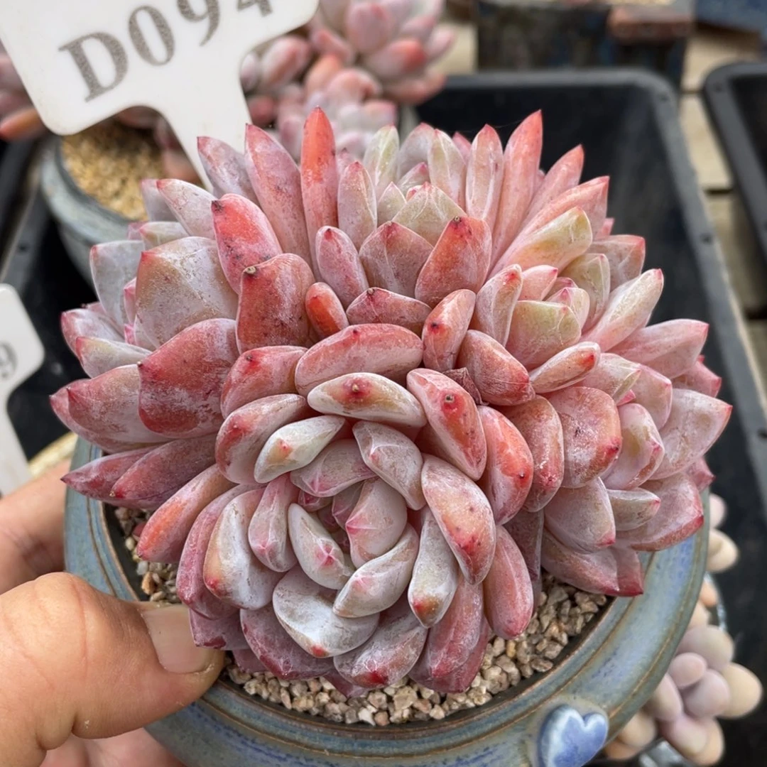 094橙子不带盆12厘米