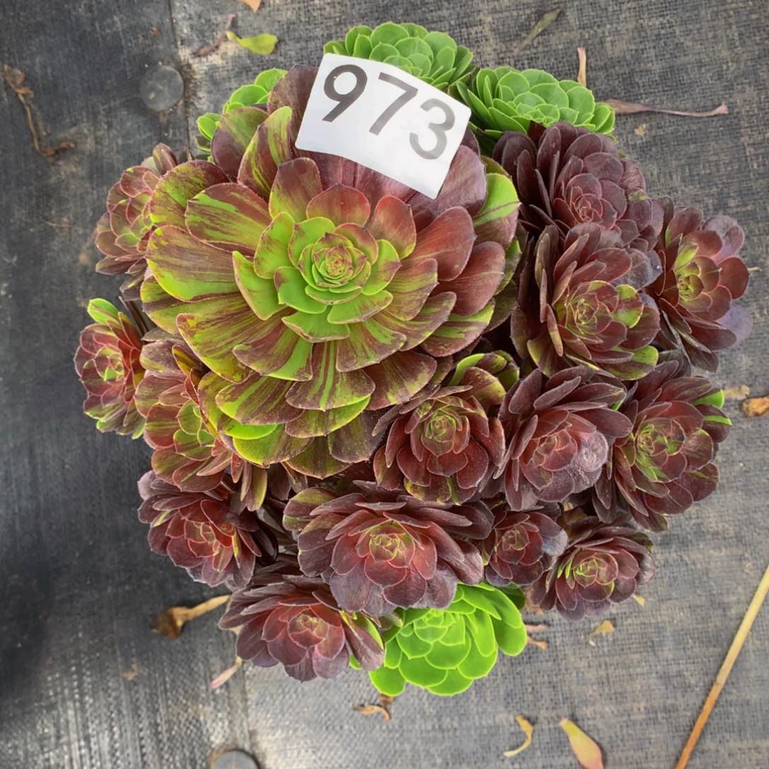 俊**絮不周正973法师福利