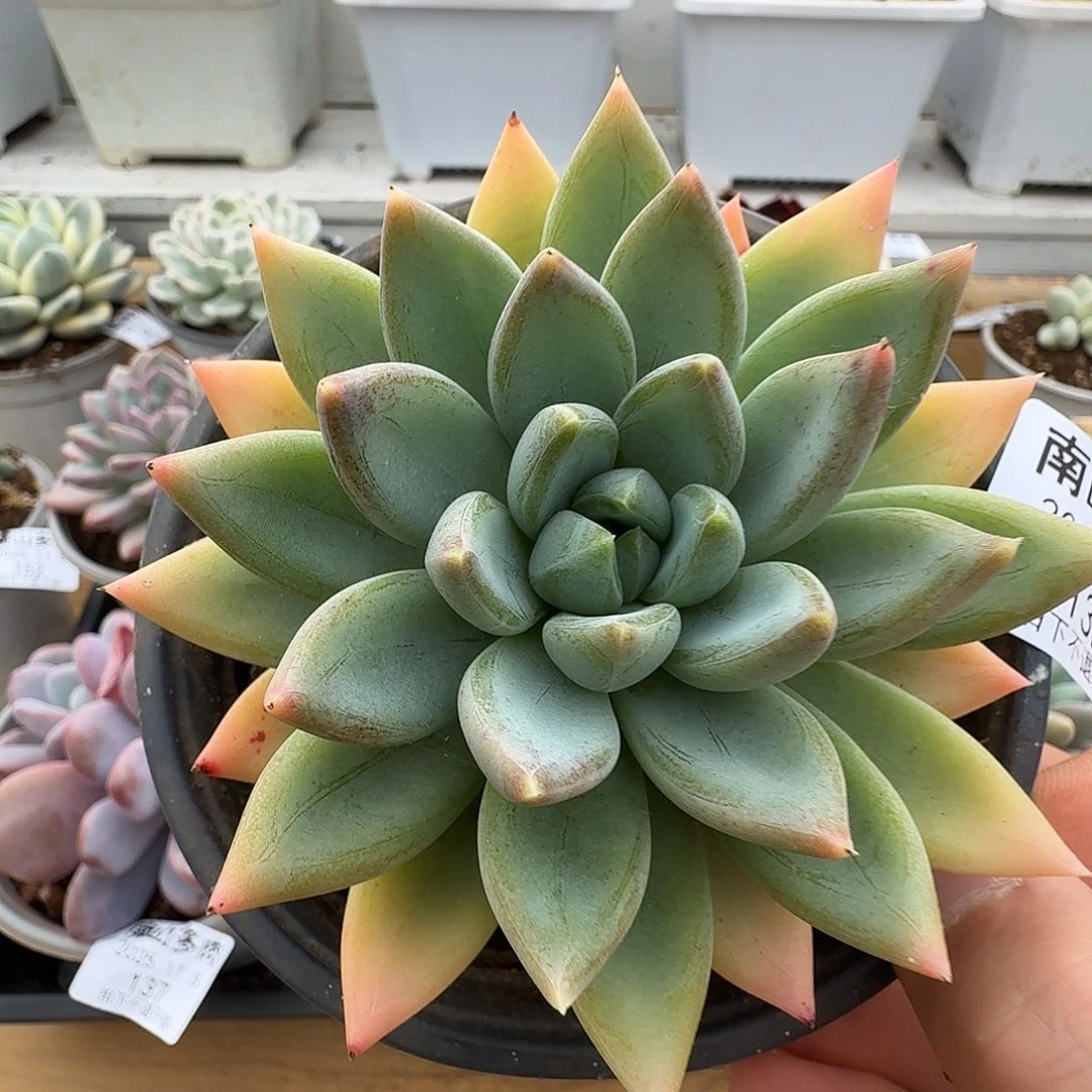 天使之痕11111108-132