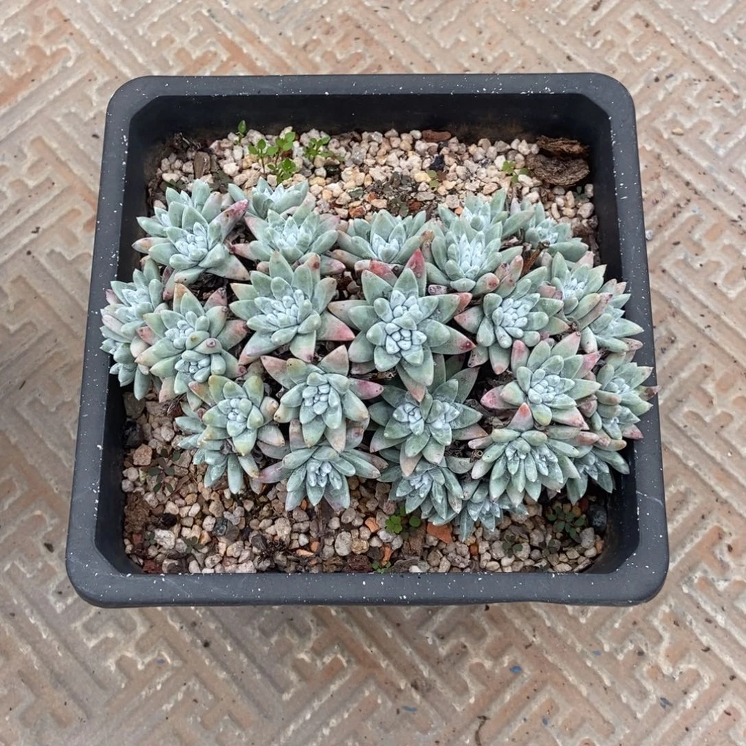 格诺玛多肉植物啦啦啦