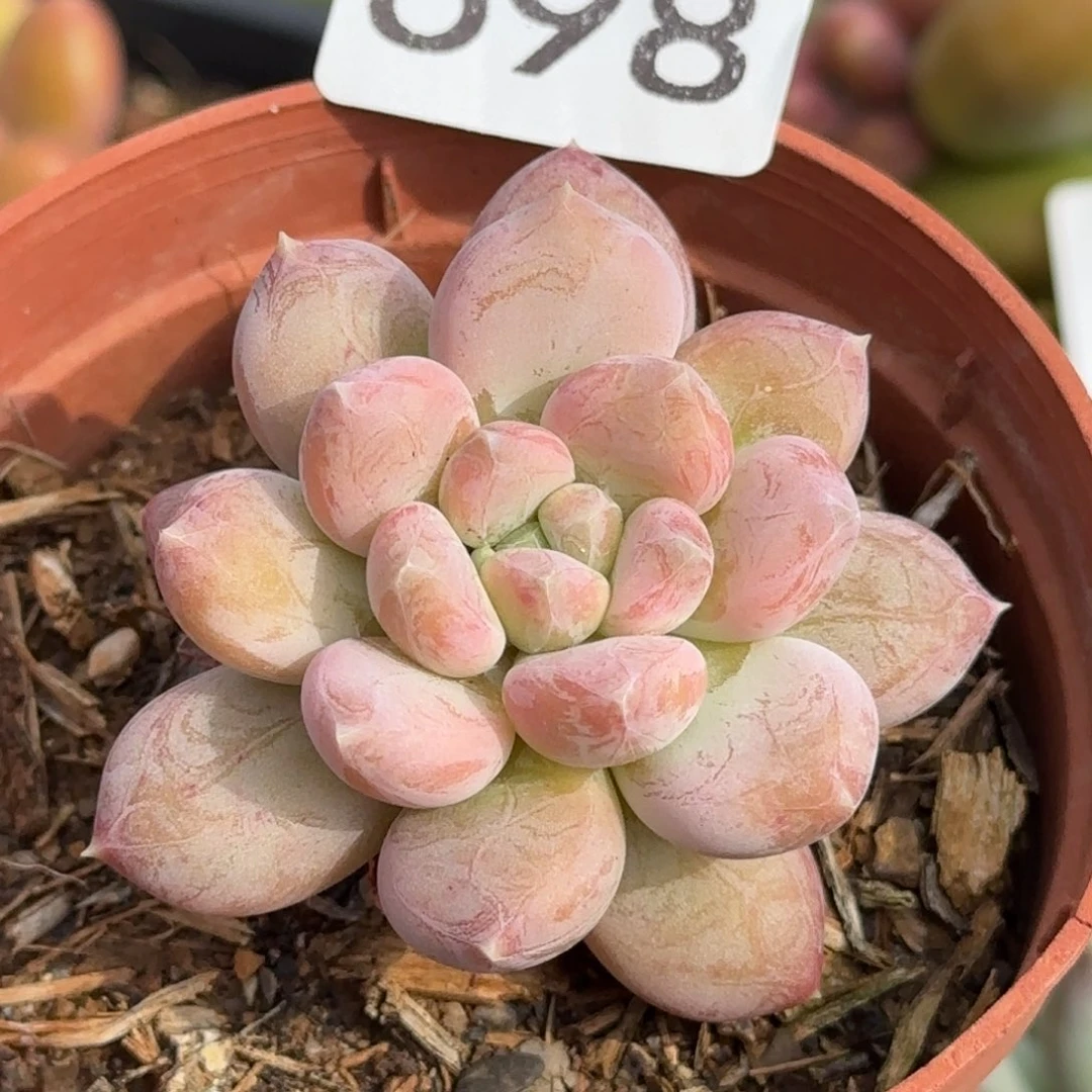 698号一物一拍一物一拍一物一拍