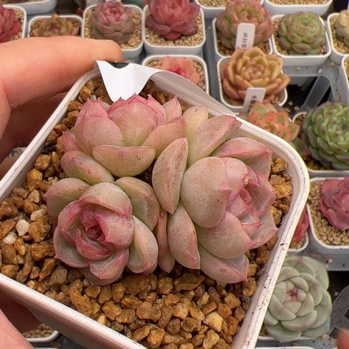 莫***_577 多肉植物组合