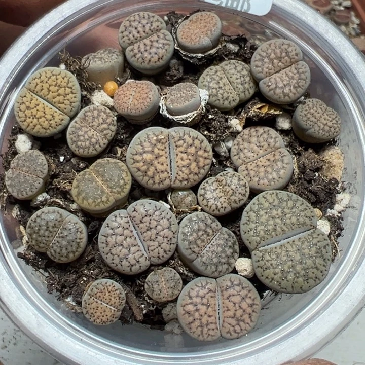 【闪购商品】 553。