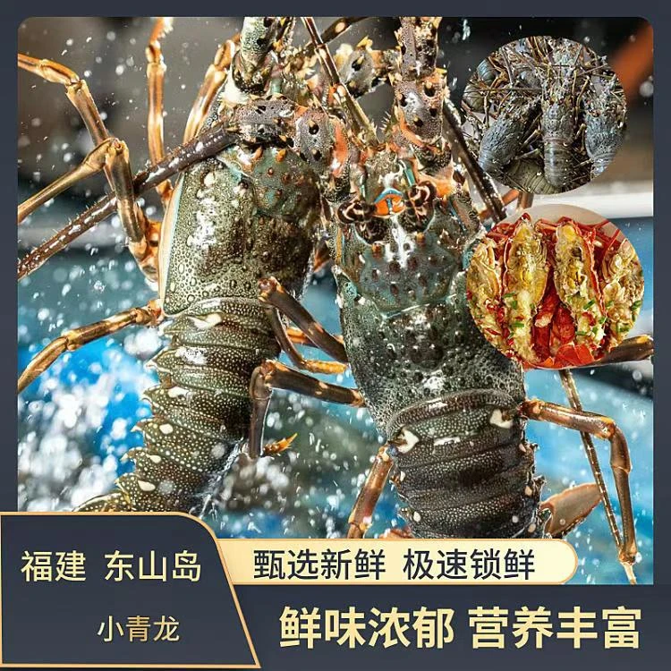 【码头价】活冻青龙7-8两/只 小青龙 新鲜速冻 龙虾年货新鲜海鲜