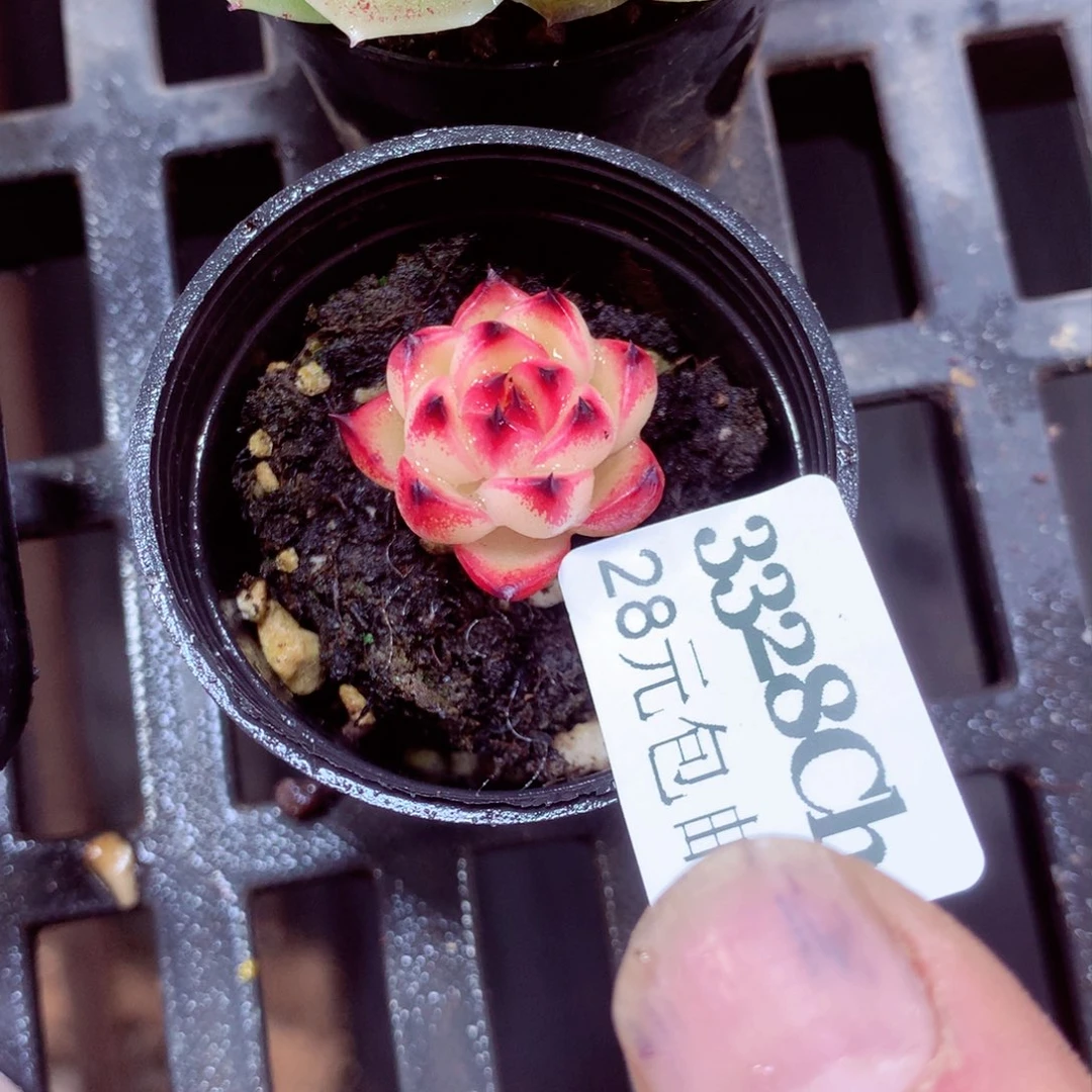 5厘米盆精控多肉3328