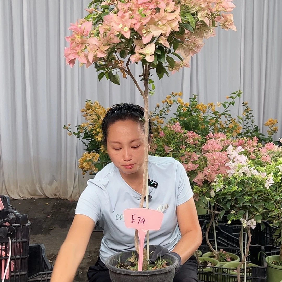 杯***花当前无花栽培后可以开花E74卡亚塔