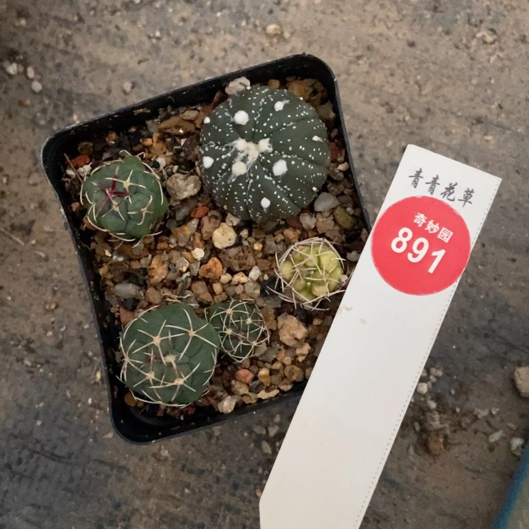 一盒打包369885556998