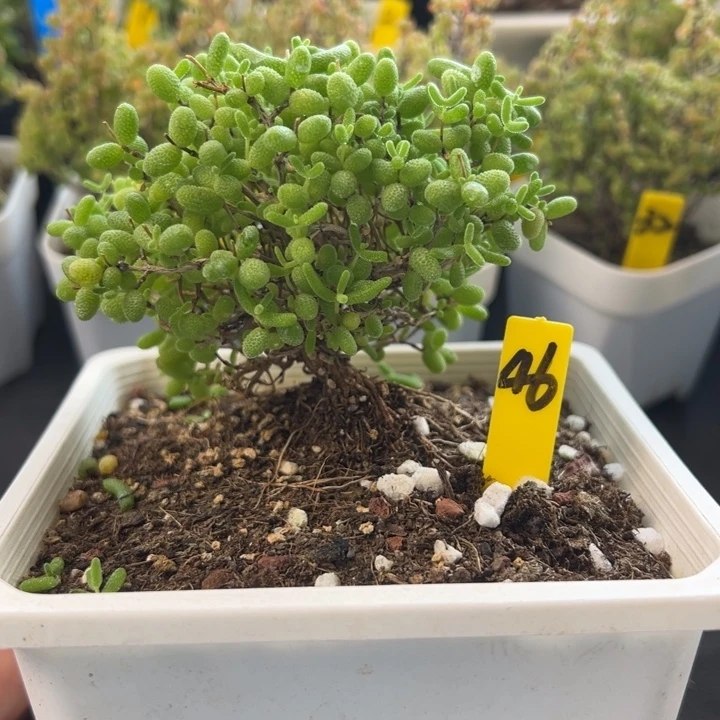 46号蜜橘 一物一拍
