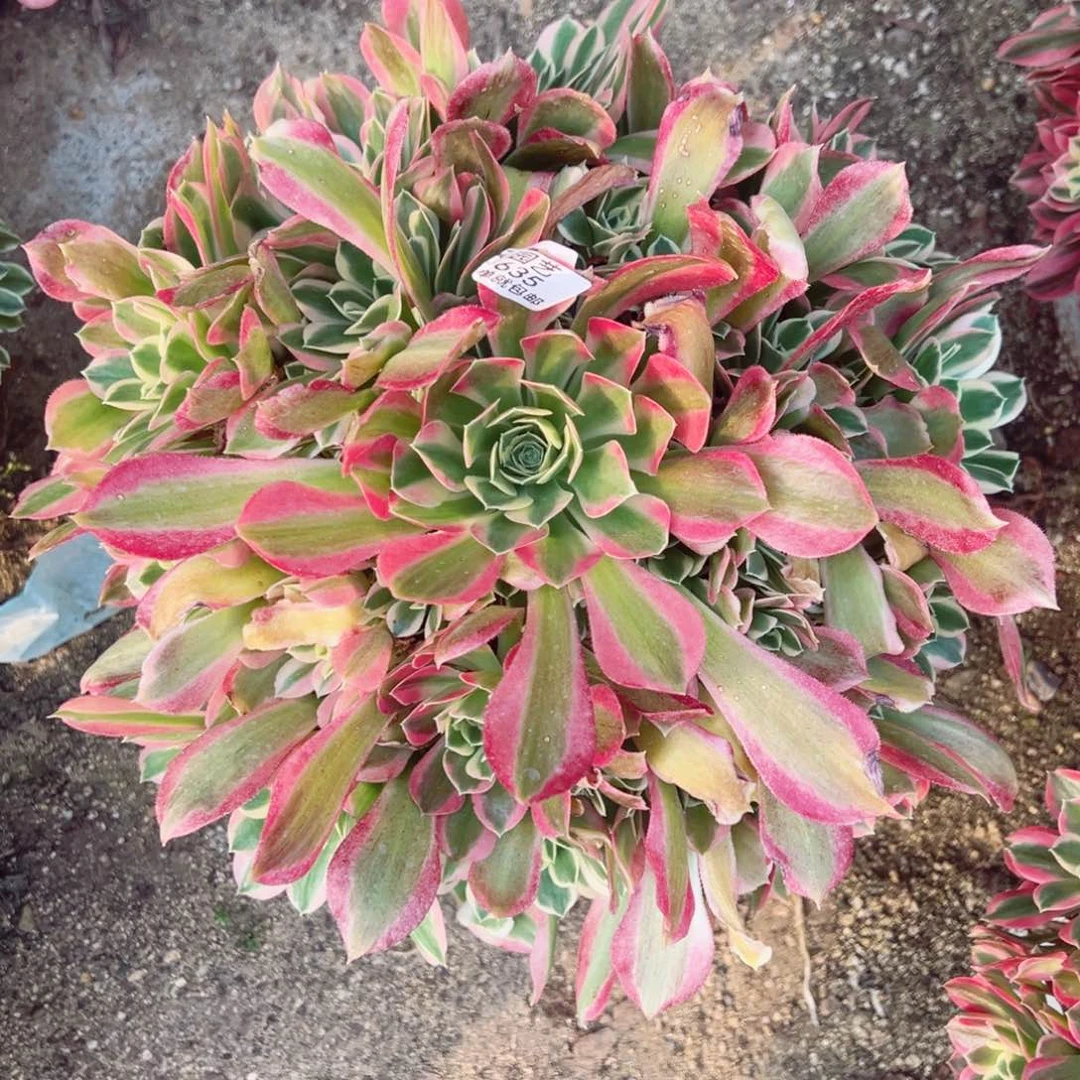 雨花石多肉植物635